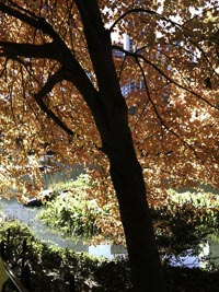 Tree symbolizing spiritual growth and grounding